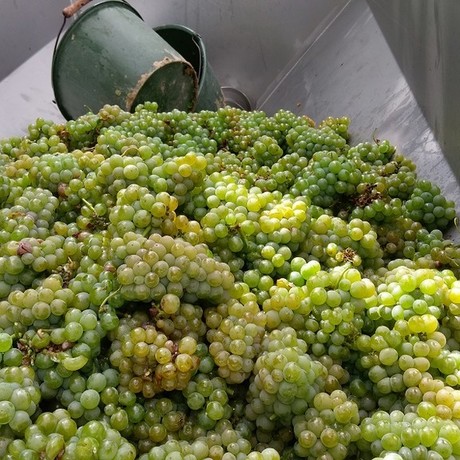 Ernte Sauvignon